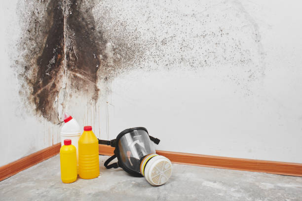 Best Black Mold Remediation in Worth, IL