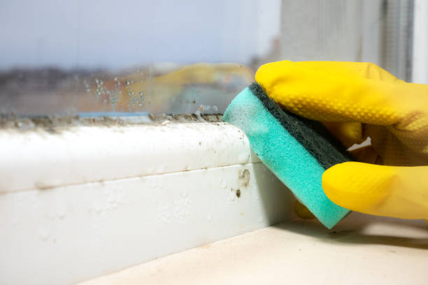 Best Commercial Mold Remediation in Worth, IL