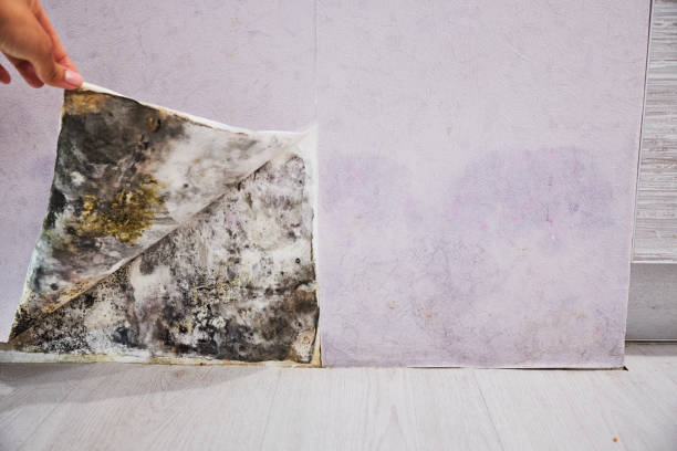Best Emergency Mold Remediation in Worth, IL